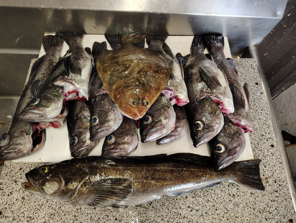 Oregon Coast lingcod and black rockfish fresh on deck!