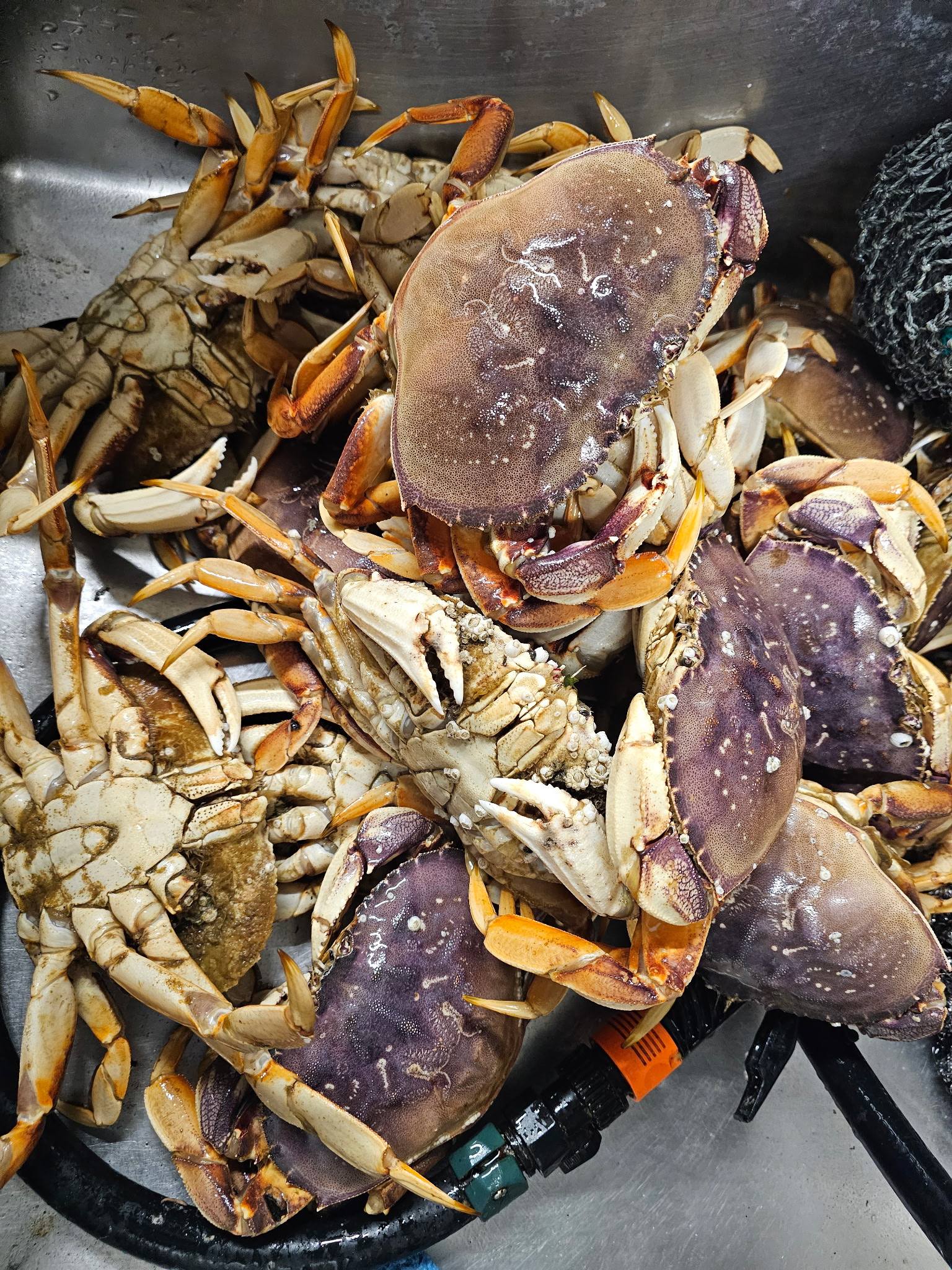 The Oregon Coast is a top destination for anglers chasing salmon runs, surf perch, and Crabs!