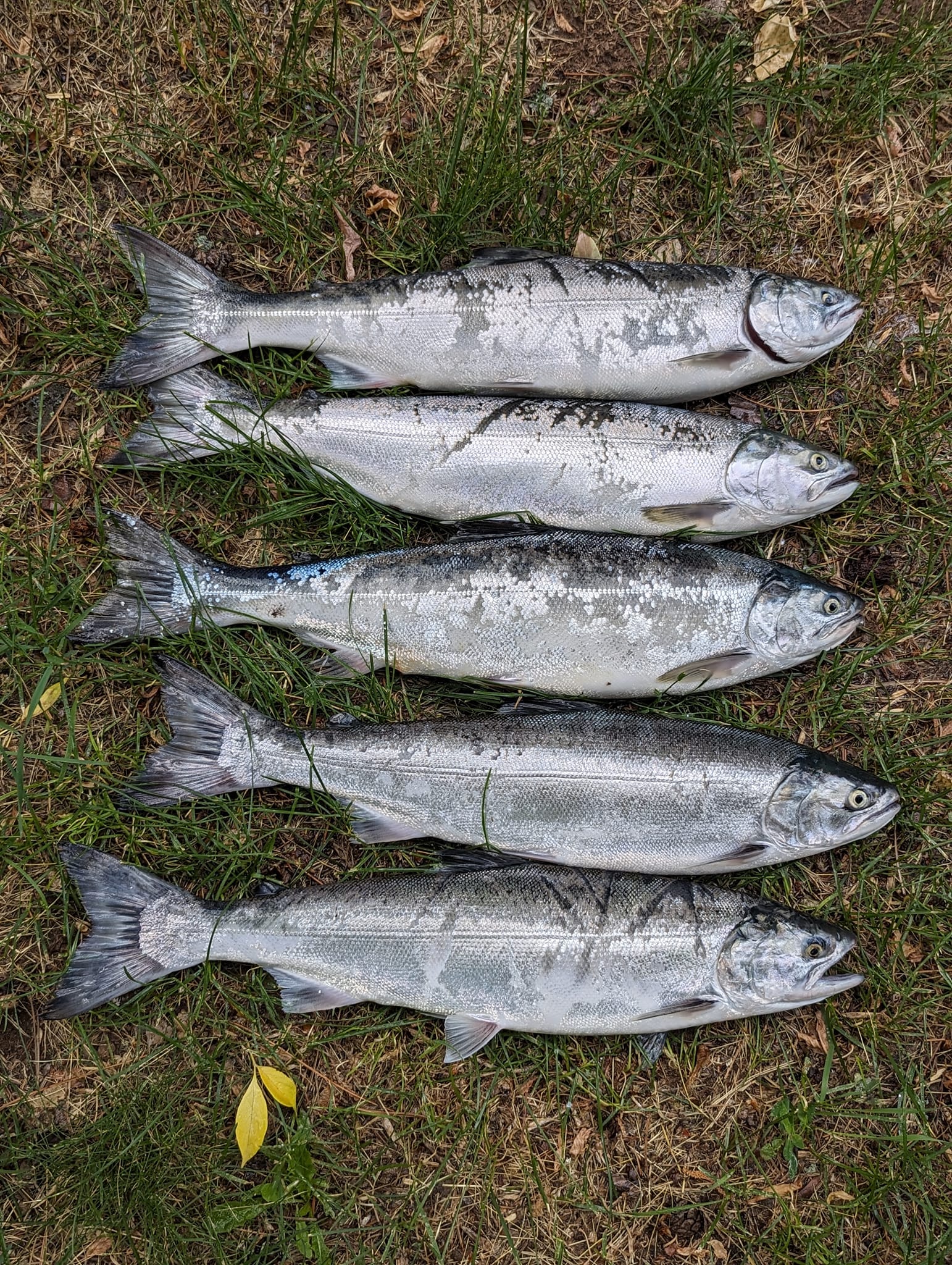 Productive salmon bite!