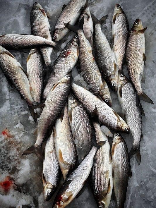 Icy whitefish payoff!
