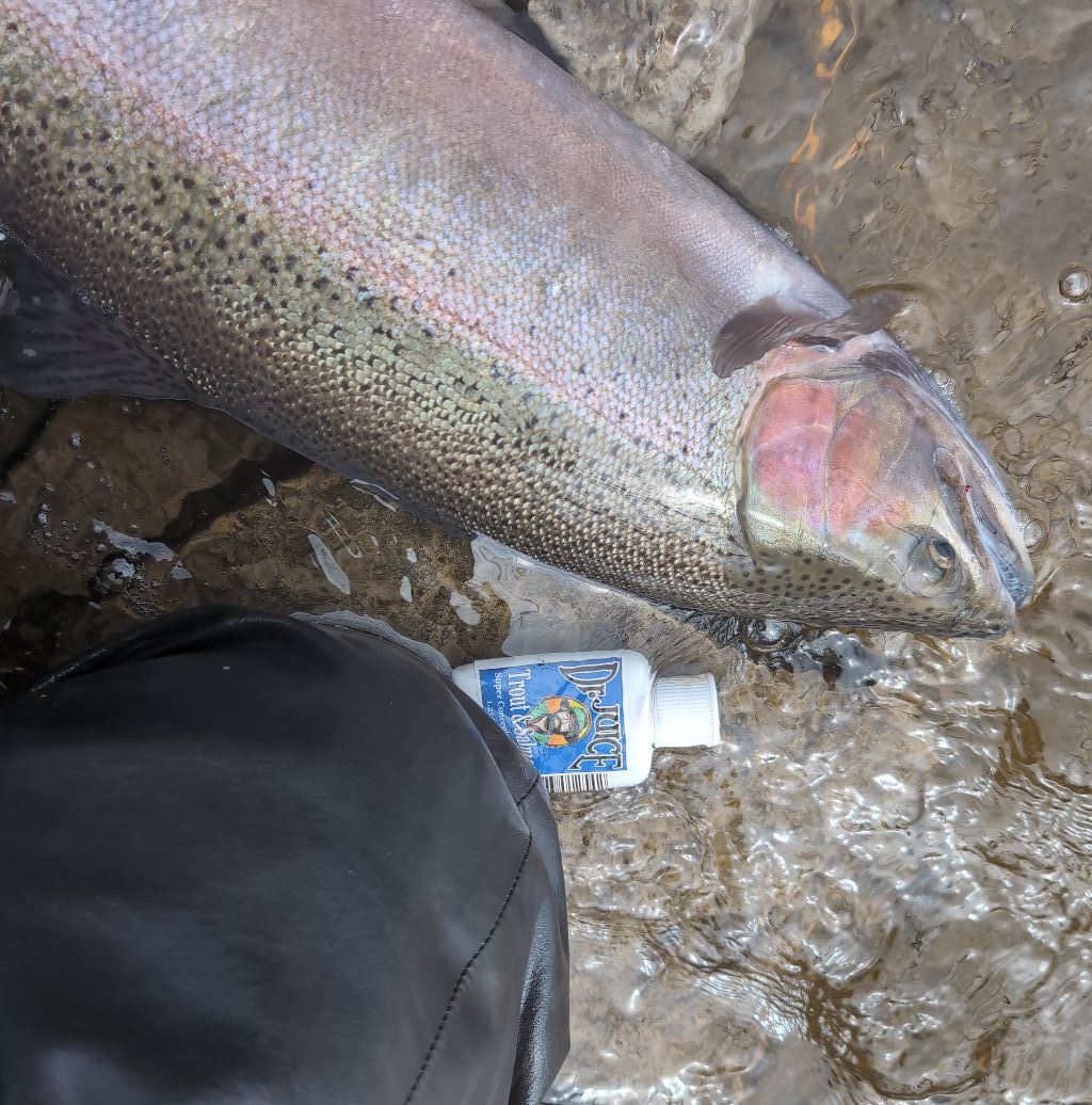 Massive rainbow trout landed!