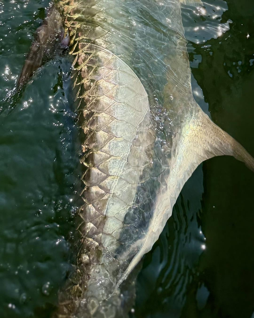 Massive San Juan tarpon breaking the surface!