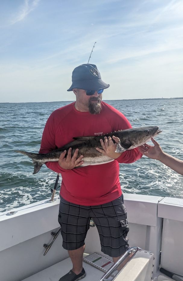 Solid cobia haul on a strong offshore bite.