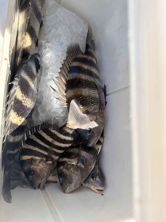 Nice sheepshead action using deep sea jigging and light tackle techniques!