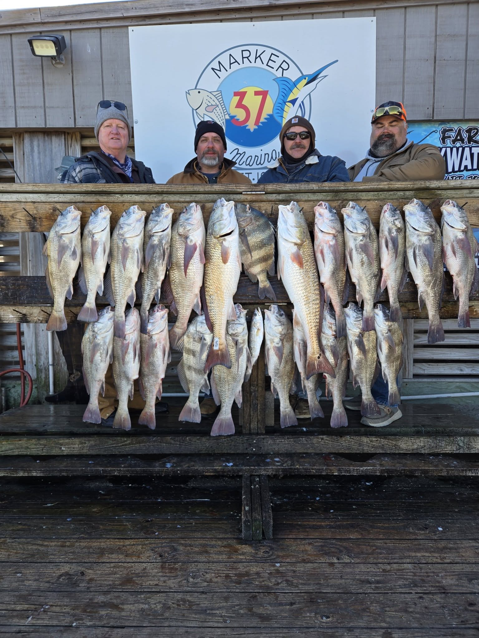 Loaded sheepshead and black drum, inshore fishing haul