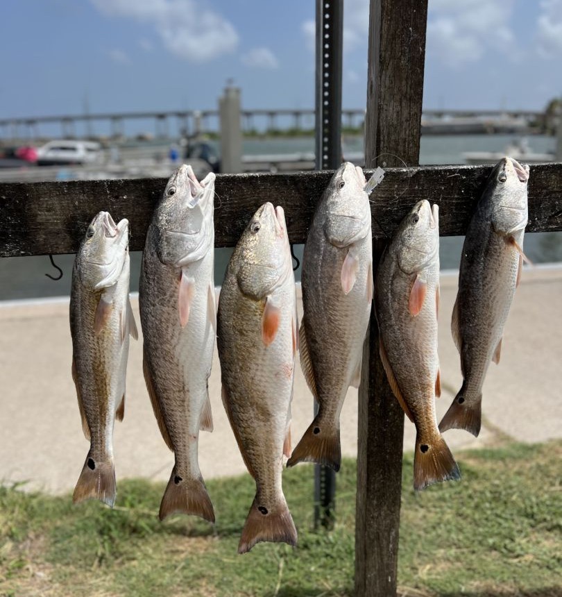 Hooked up with a Texas redfish in Aransas Pass. Shallow water, screaming drag, and pure Gulf Coast adrenaline.