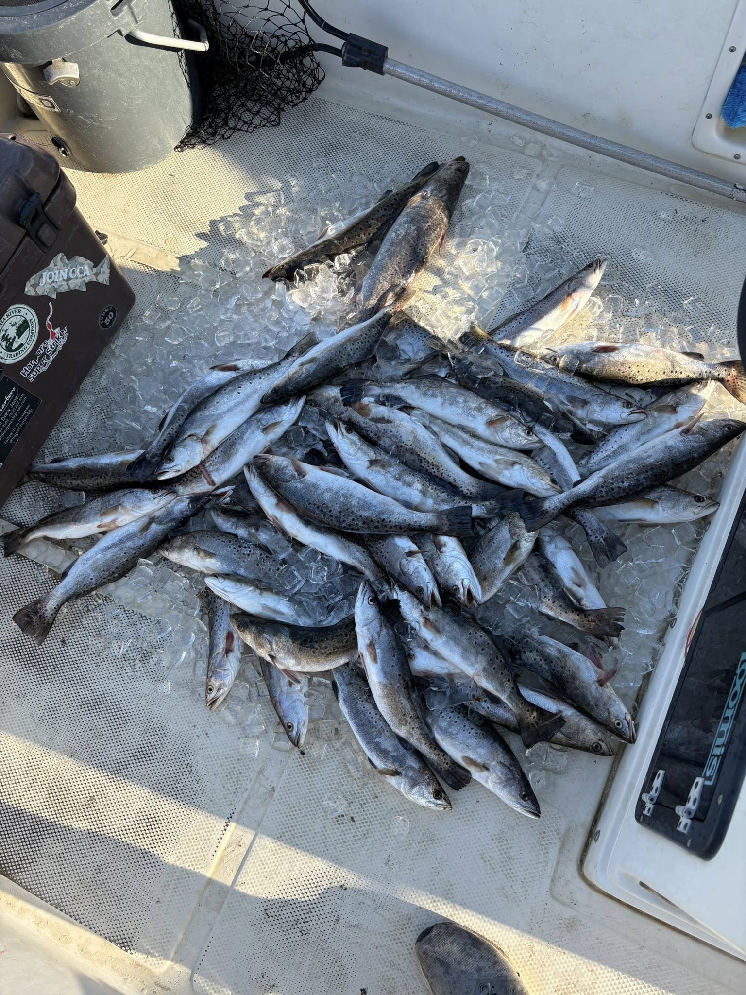 Nice limit of Brunswick speckled trout on deck!