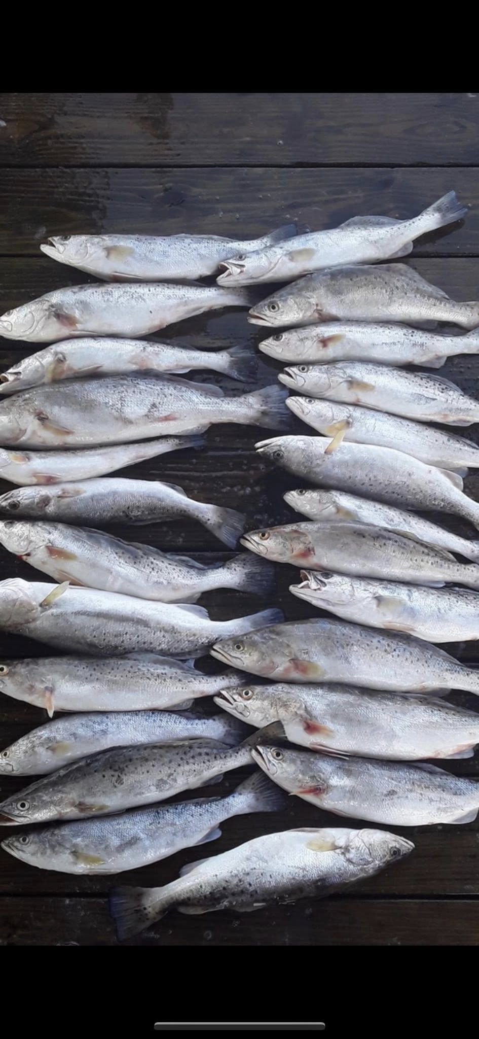 Brunswick speckled trout limits make for great fishing!