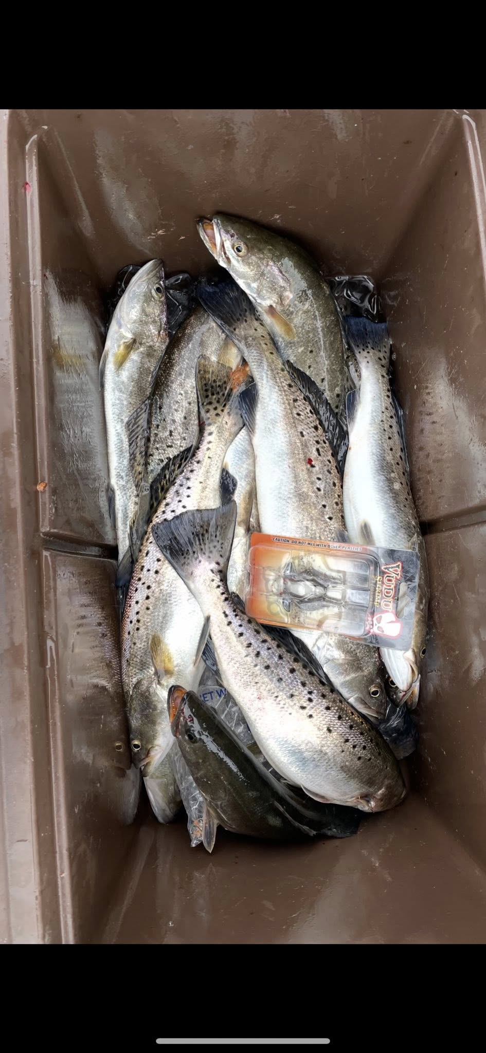 Speckled trout limits from productive Brunswick waters!