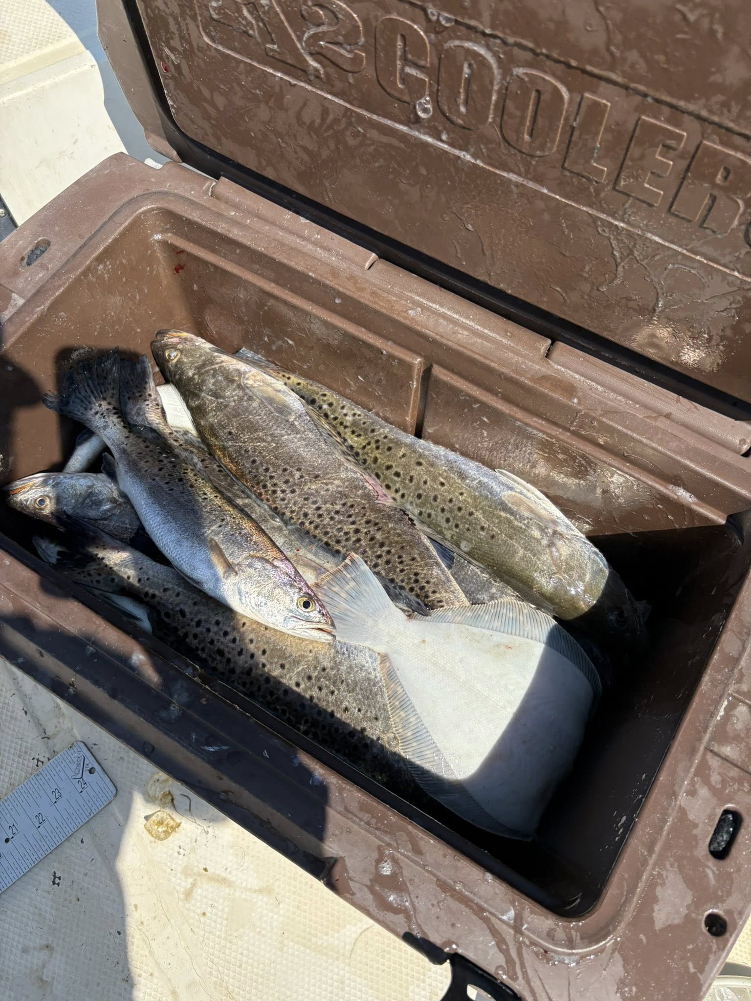 Beautiful speckled trout from Brunswick GA waters!