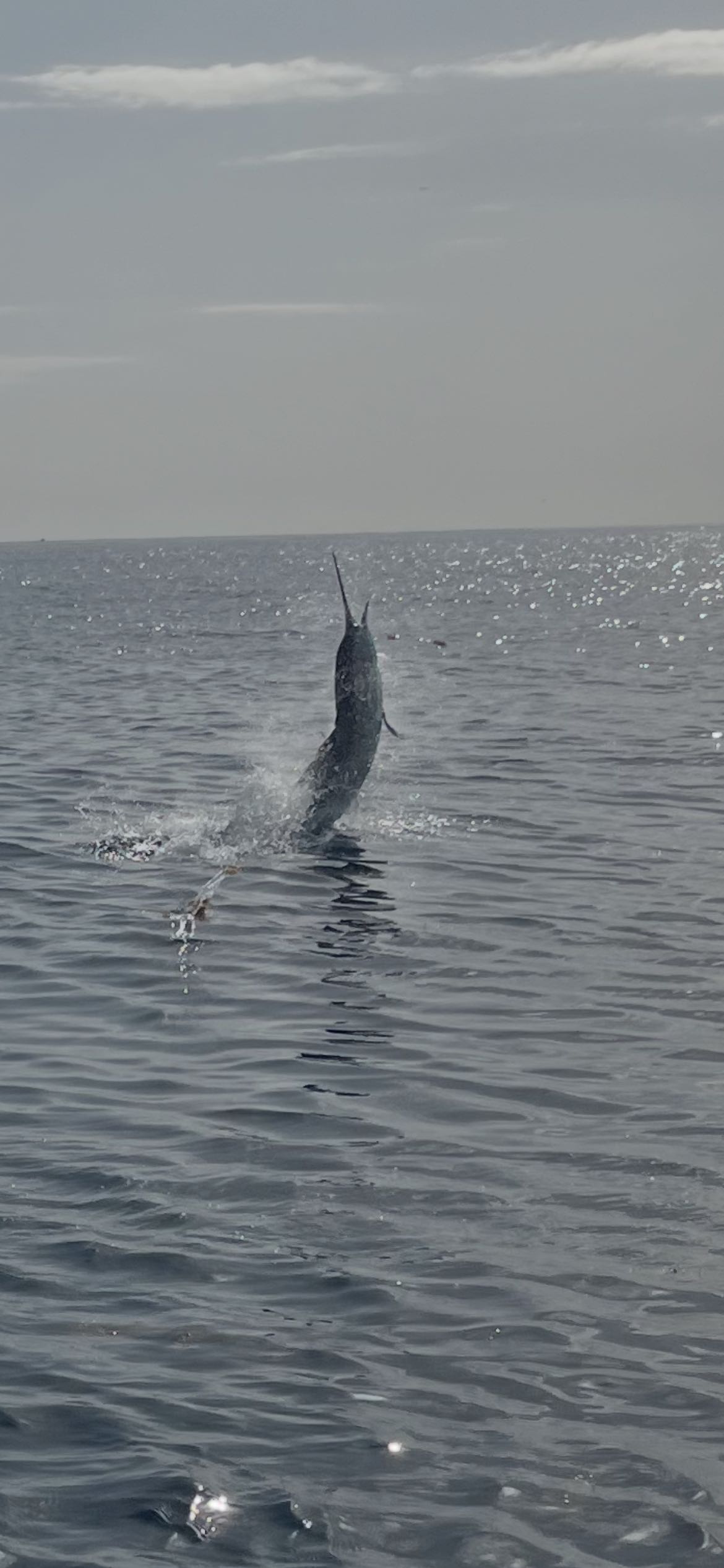 What a jump in Riviera Beach waters!