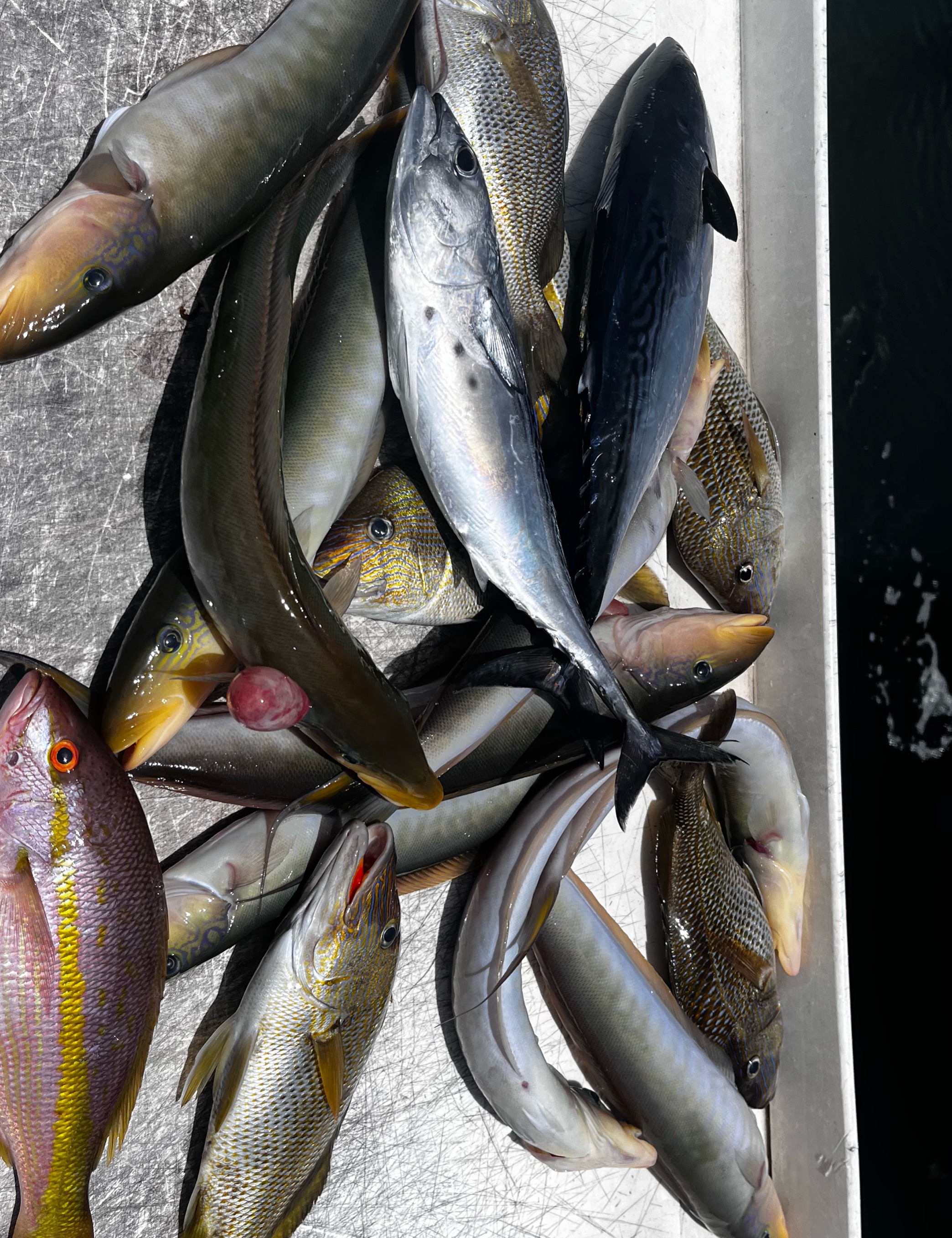 Little Tunny, Yellowfin, White Grunt and American Eel from Riviera Beach!