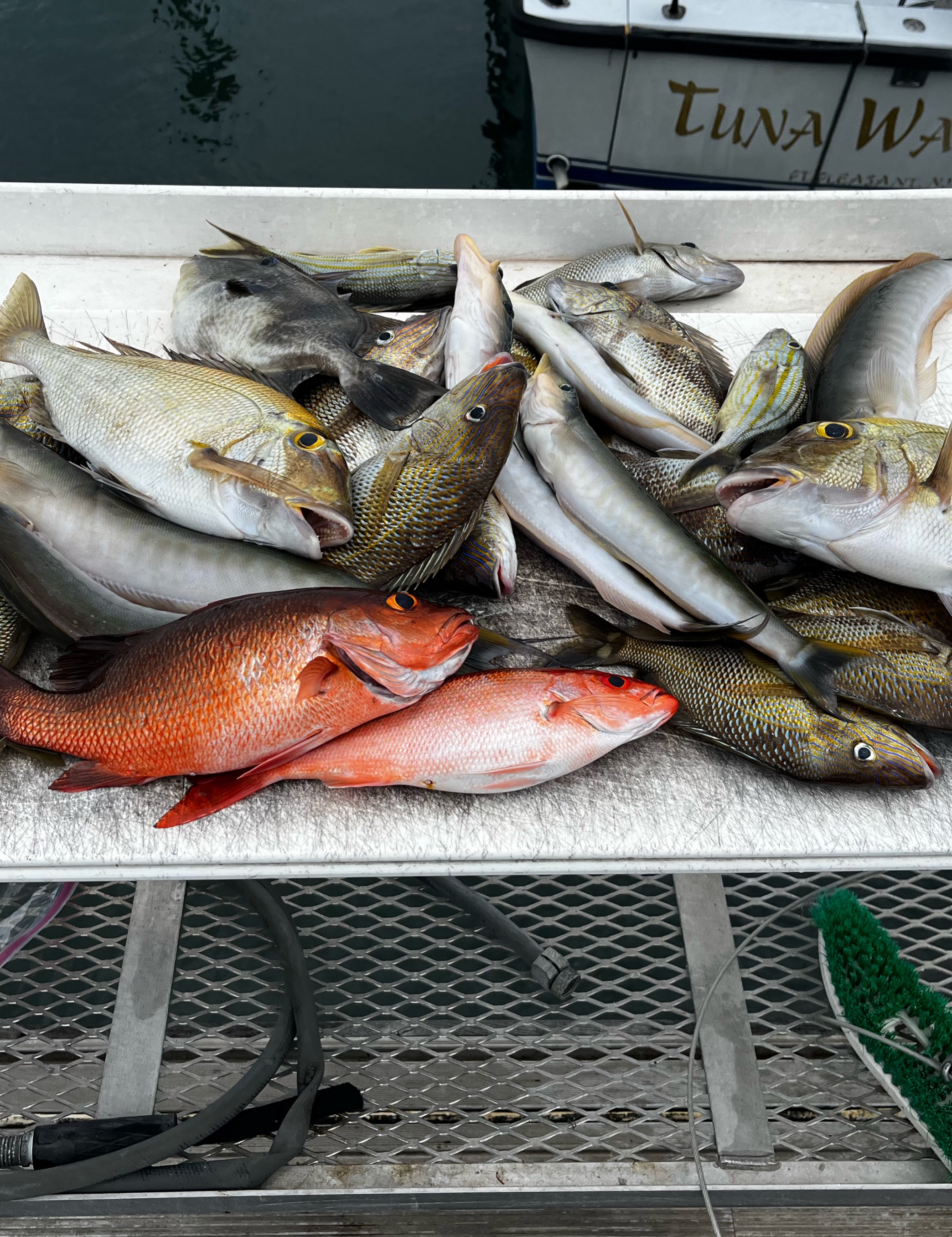 Grey snapper and triggerfish from Riviera Beach waters!