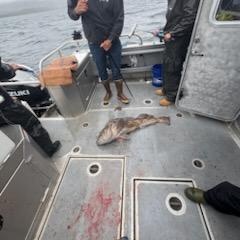 Fresh catch on deck in Chugiak Alaska!