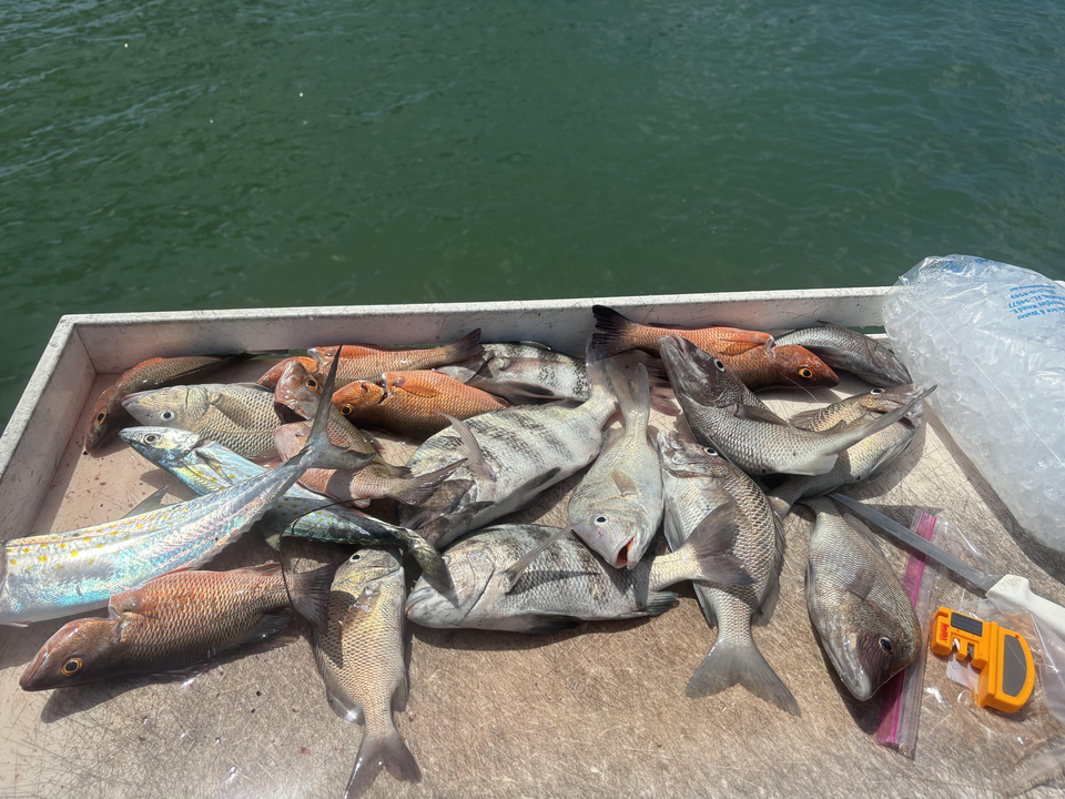 Spanish Mackerel, Grey Snapper, and White Grunt from Clearwater Bay!