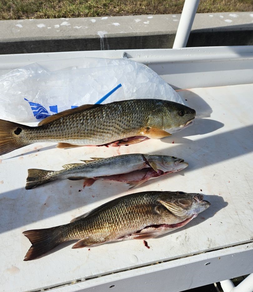 Quality redfish and speckled trout catch