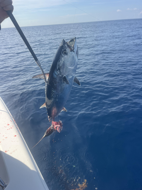 West Palm Beach little tunny brought to the boat!