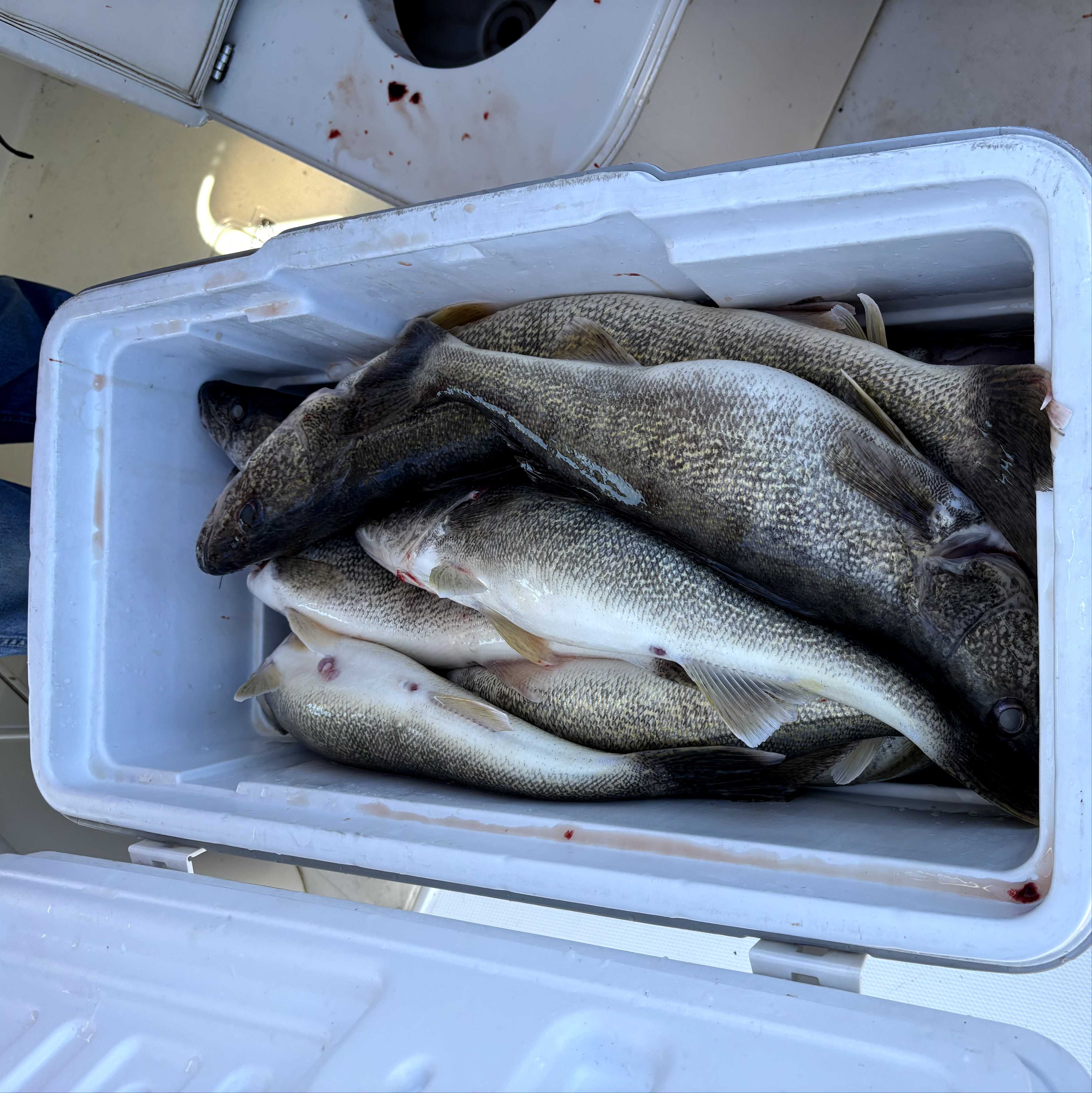 Lake Erie Walleye fishing success.