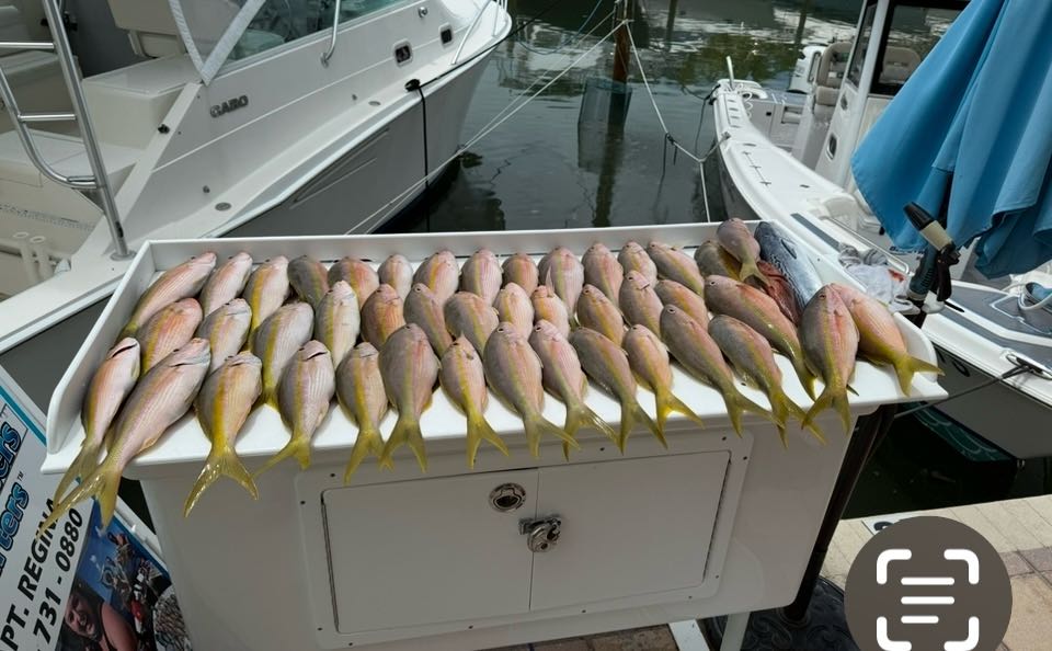 Yellow Tail Fishing On The Reef In Islamorada 