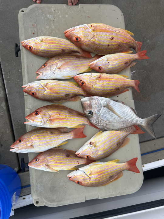 Lane Snapper and Jolthead Porgy haul from Port Orange waters!