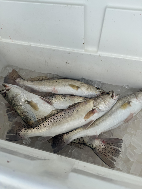 Nice speckled trout using light tackle drift fishing today!