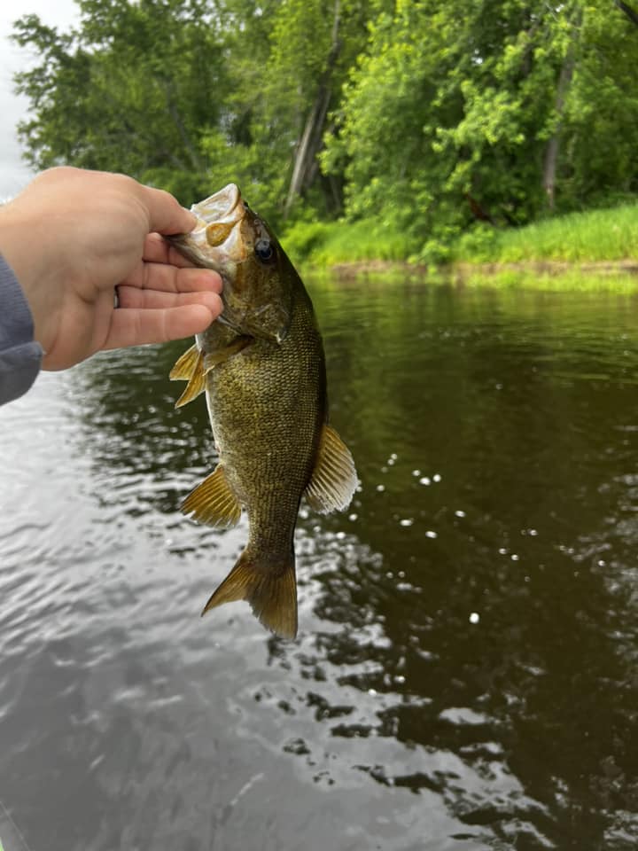 Maine smallmouth bass success