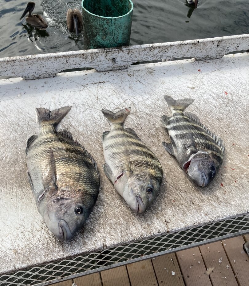 Great weather and even better fishing during this Palmetto FL charter fishing adventure.