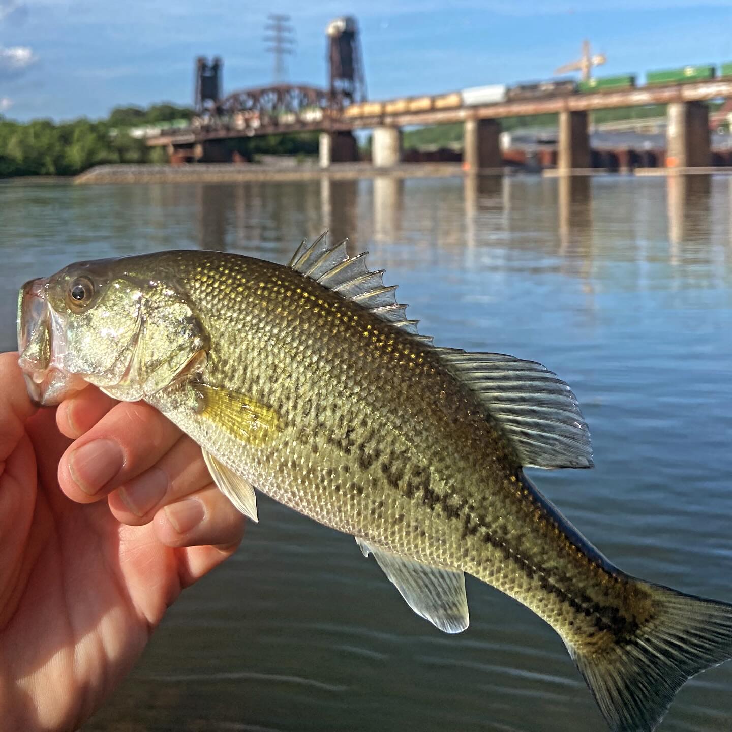 Nice bass caught fishing in Chattanooga Tennessee!