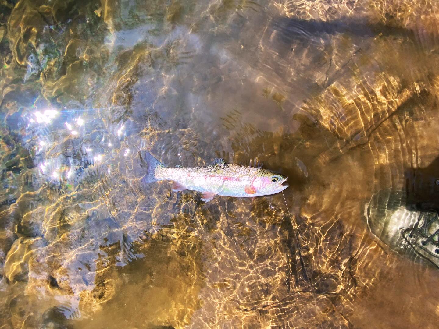 Beautiful rainbow trout cruising Chattanooga waters!