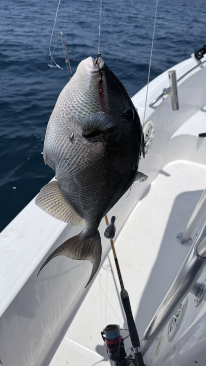 Nice grey triggerfish caught in South Florida waters!