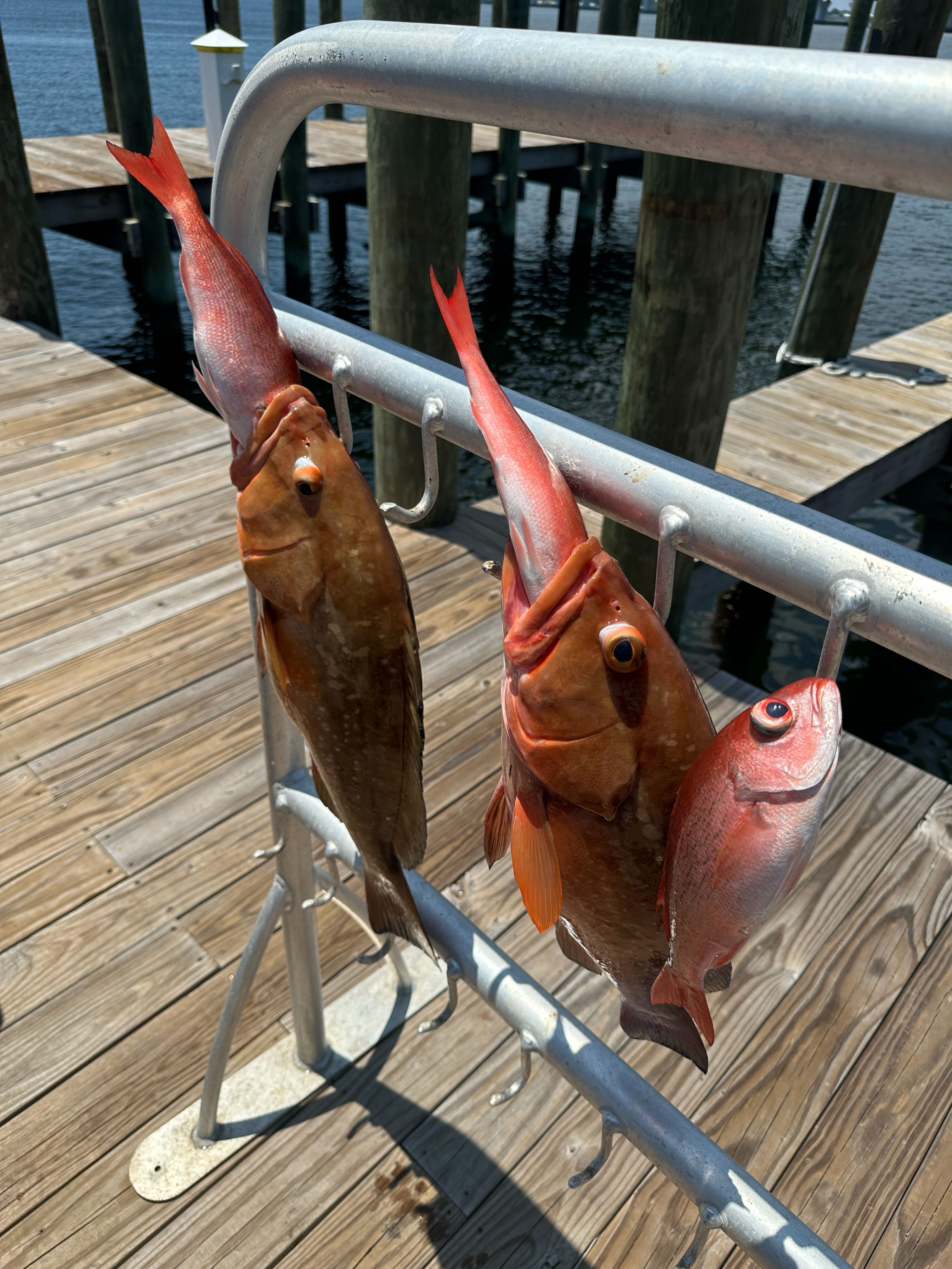 Red grouper success in Panama City FL waters!