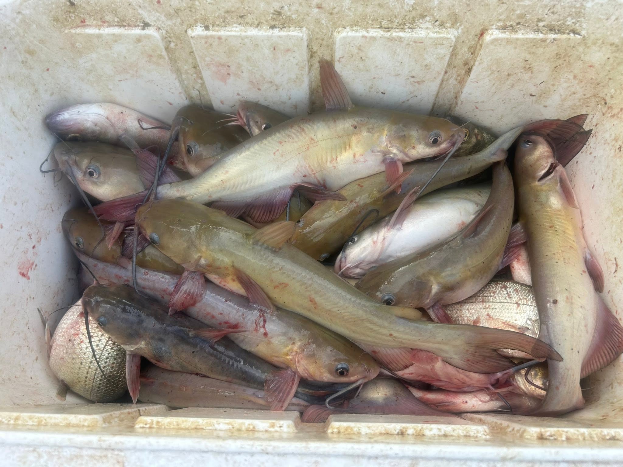 Impressive Channel Catfish Haul