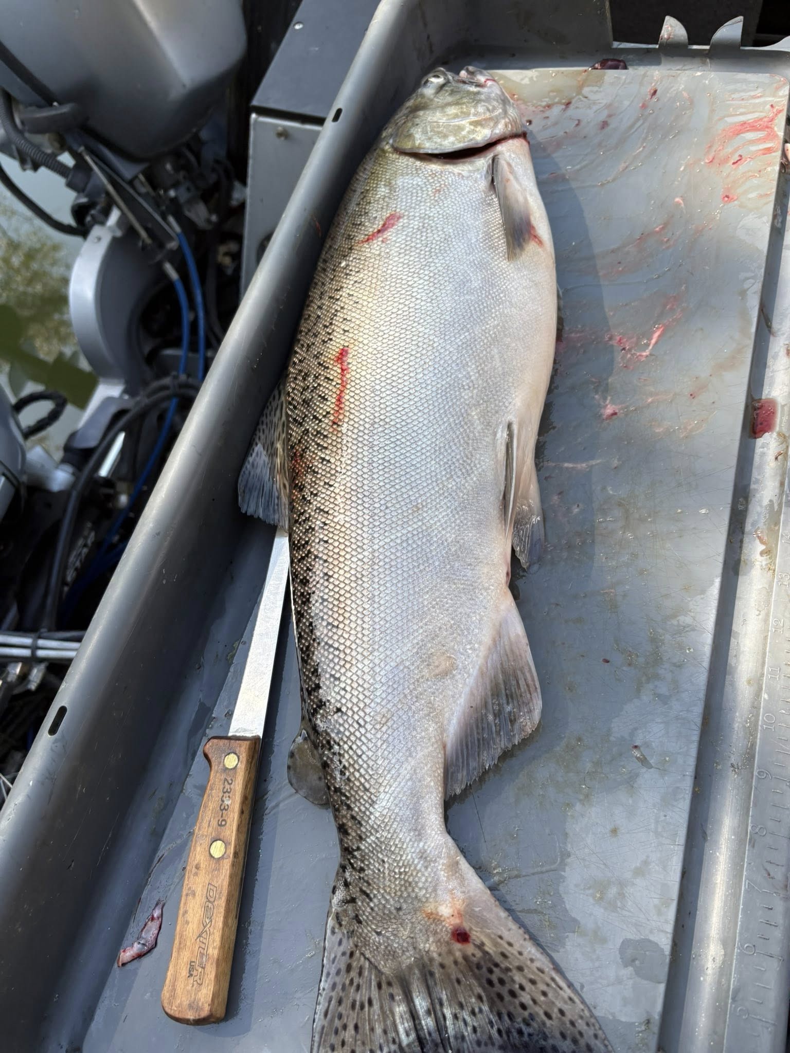 Magnificent Chinook salmon ready for cleaning after a successful fishing trip!