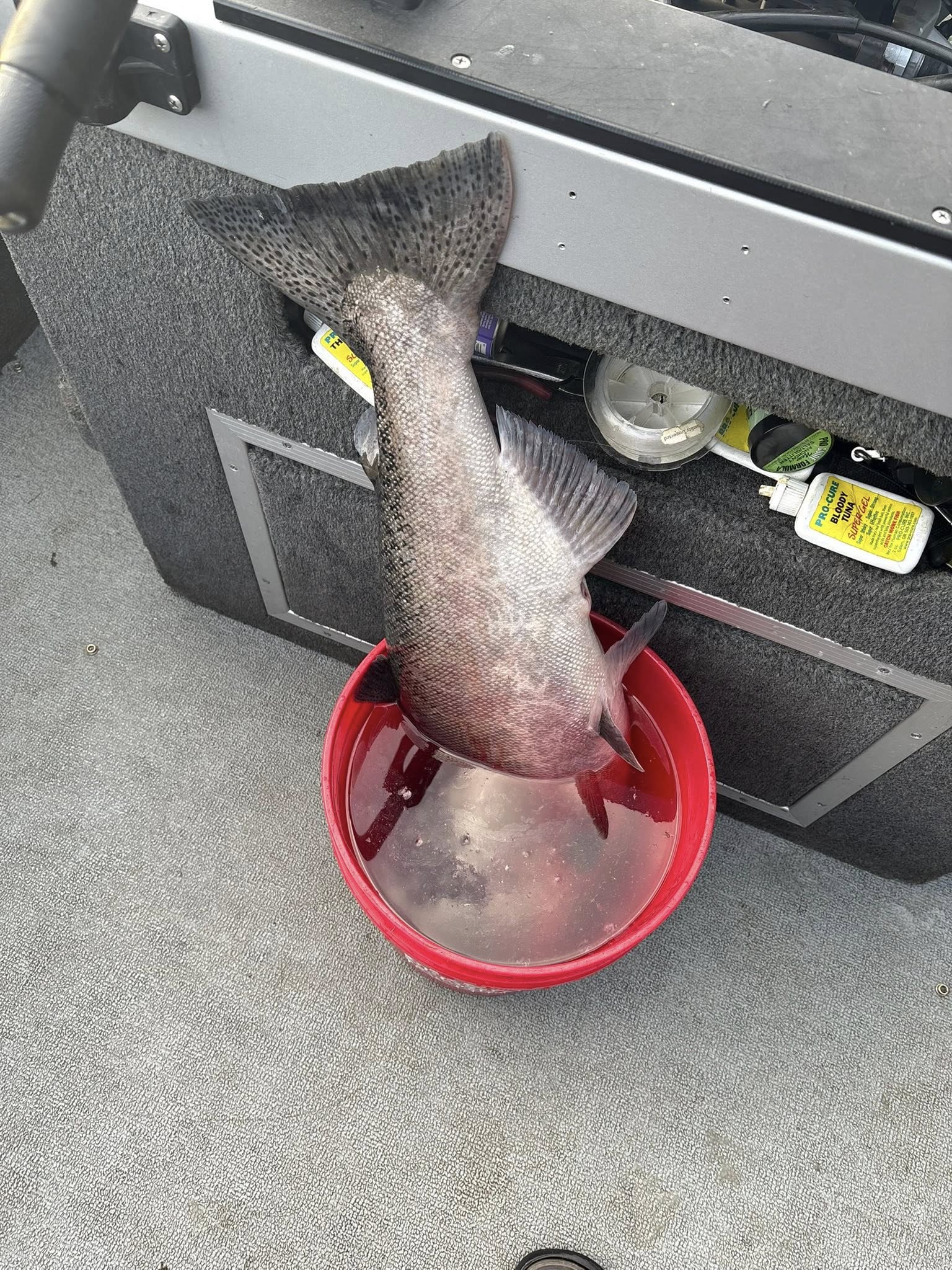 Stunning rockfish caught, temporarily in a bucket on the boat!