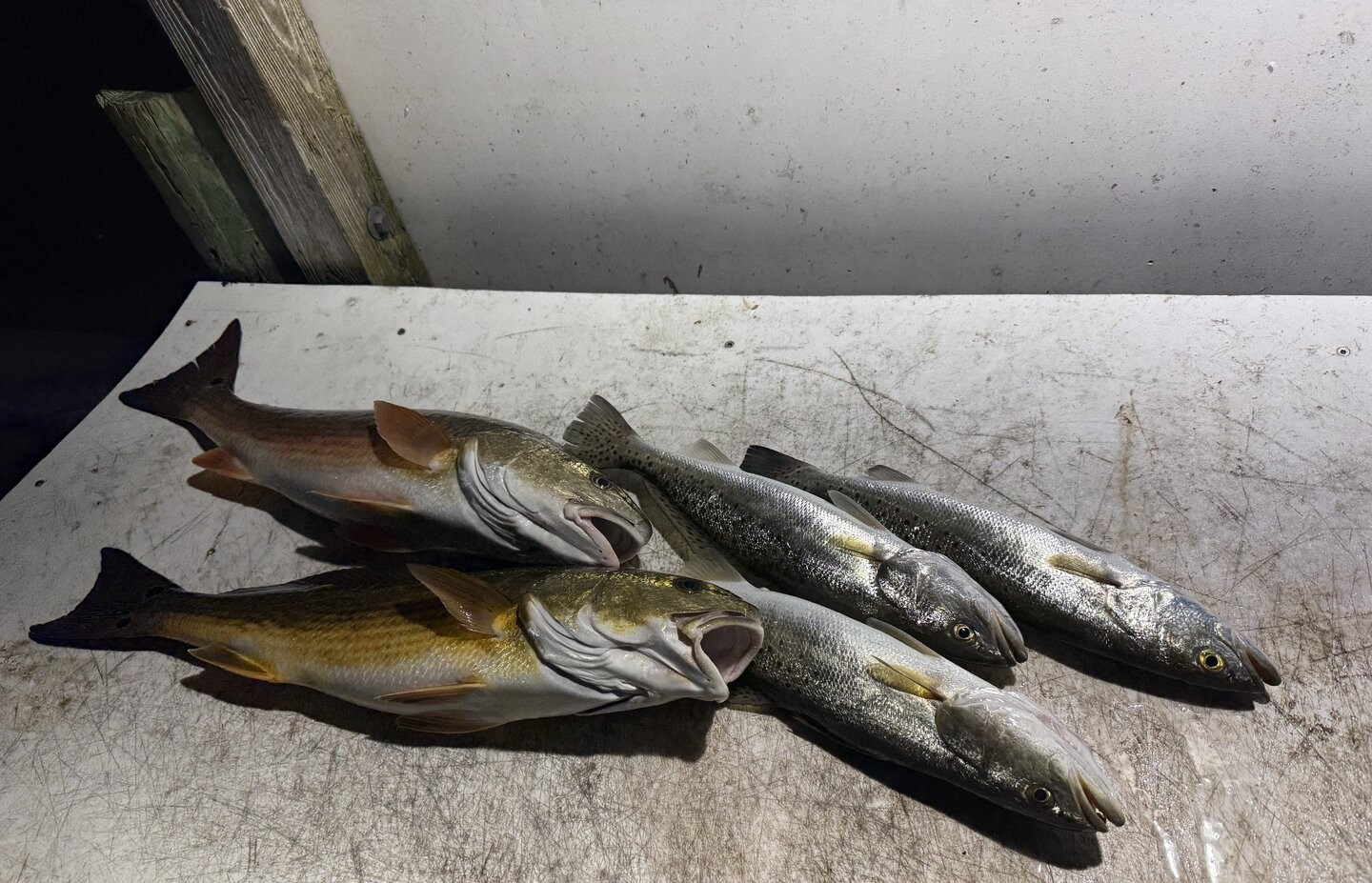 Enjoy exciting deep sea fishing in Destin, FL, where anglers of all skill levels can reel in big catches and create lasting memories on the water.