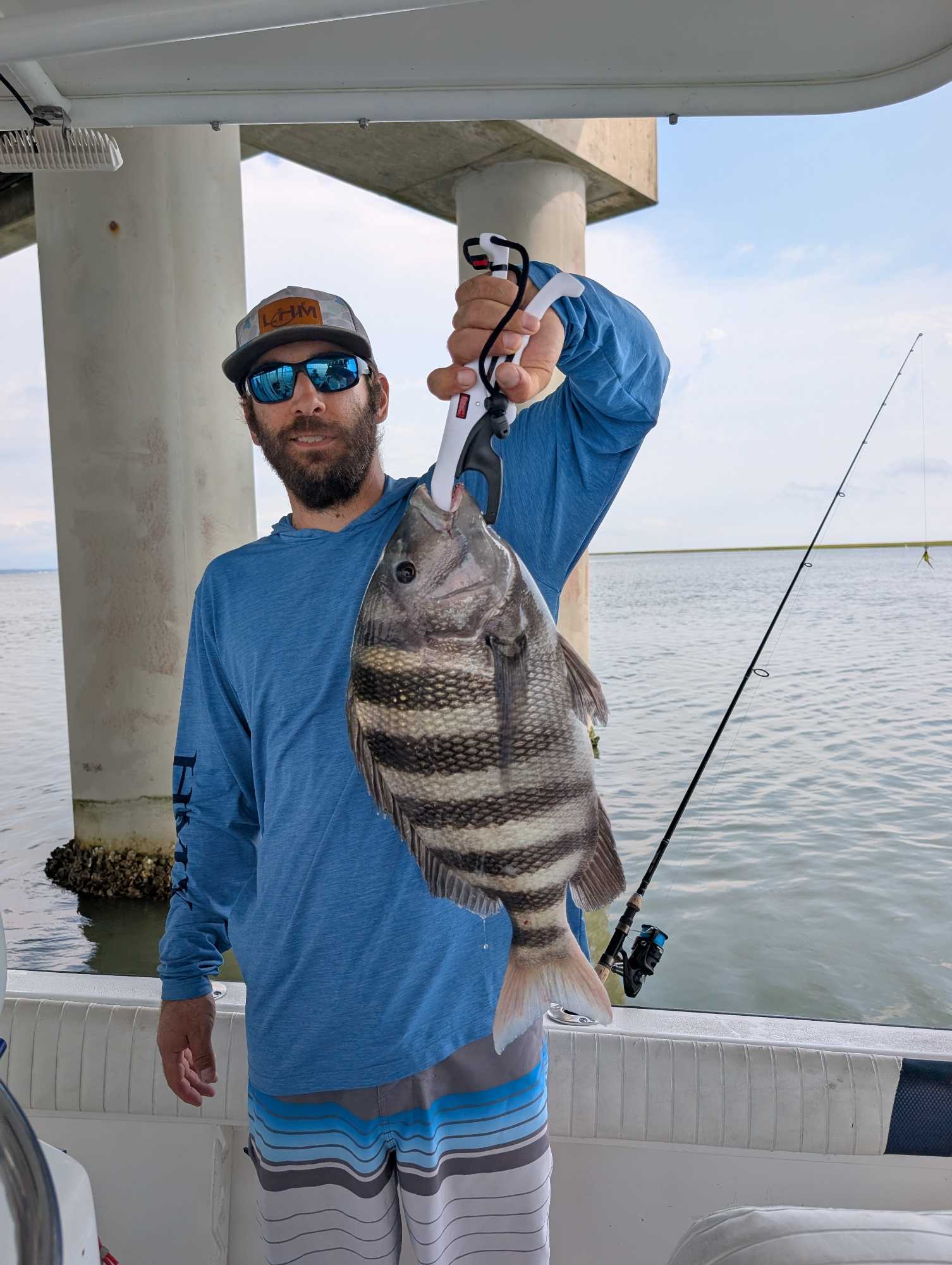 Nice Chincoteague sheepshead on the fishing charter!