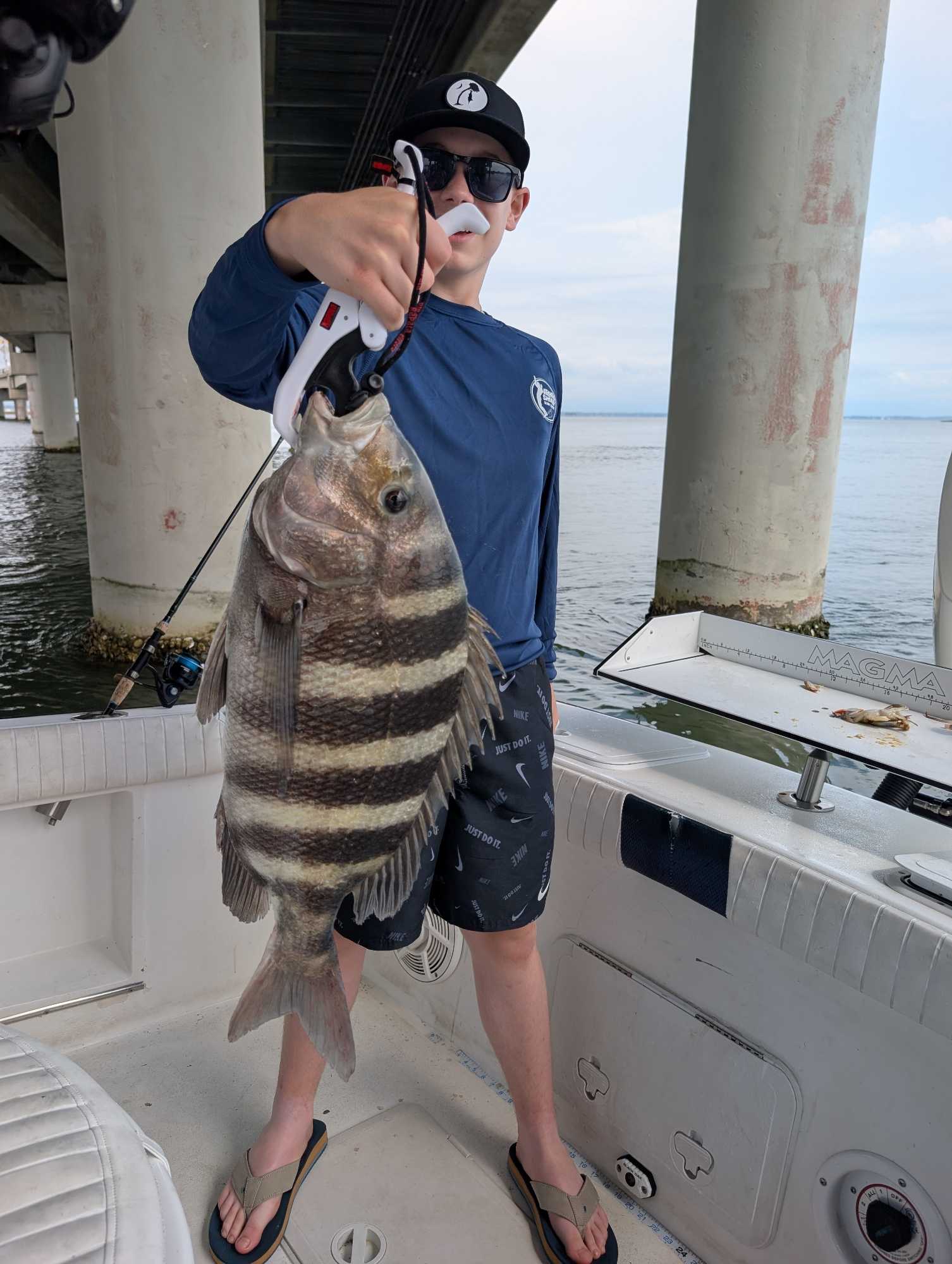Beautiful Chincoteague sheepshead on the boat deck!