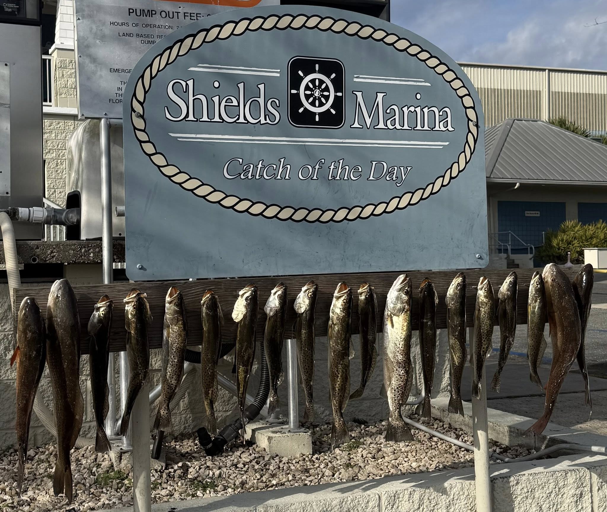 Solid speckled trout and redfish catch lineup