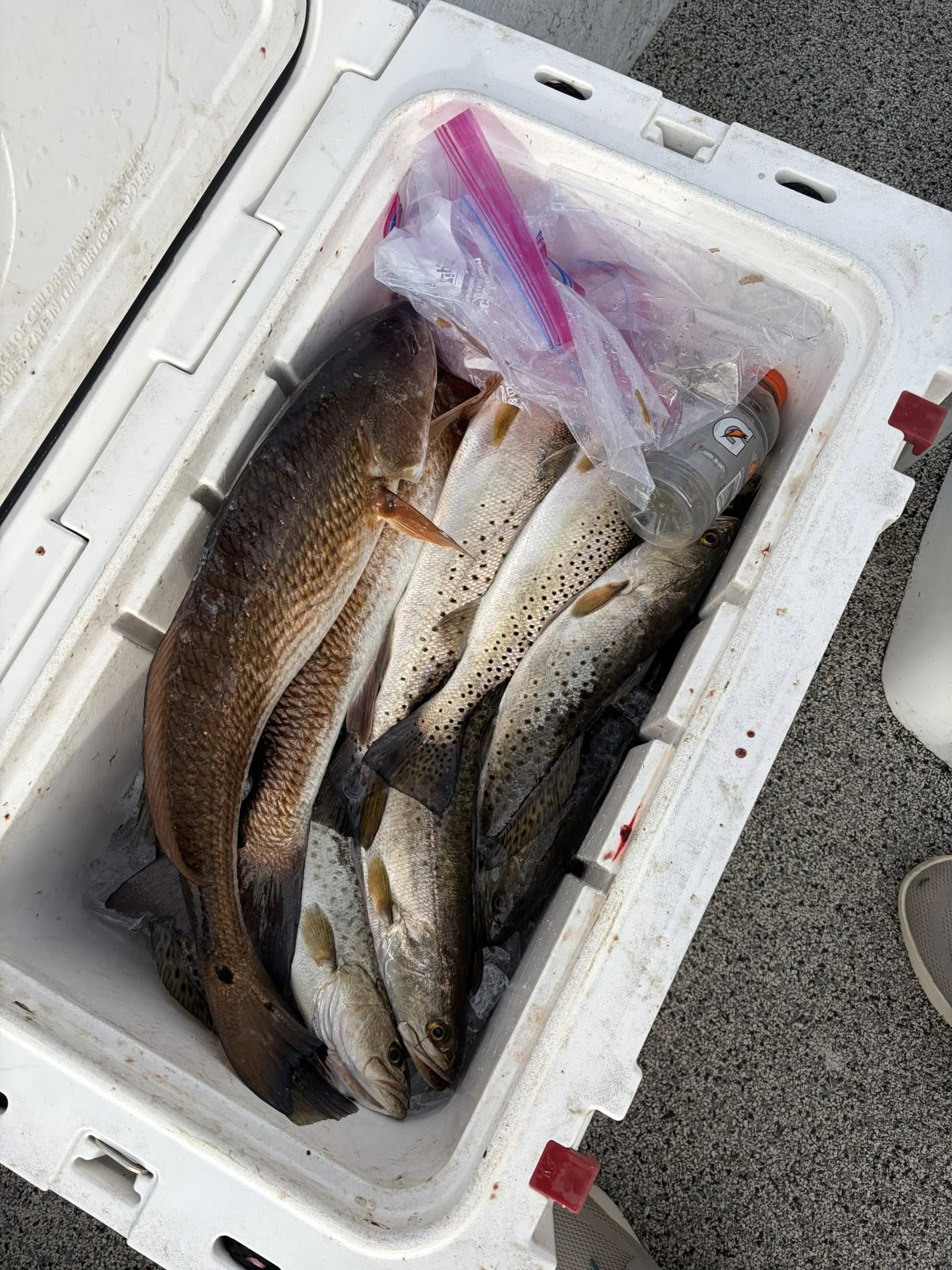 Fresh redfish and speckled trout cooler haul