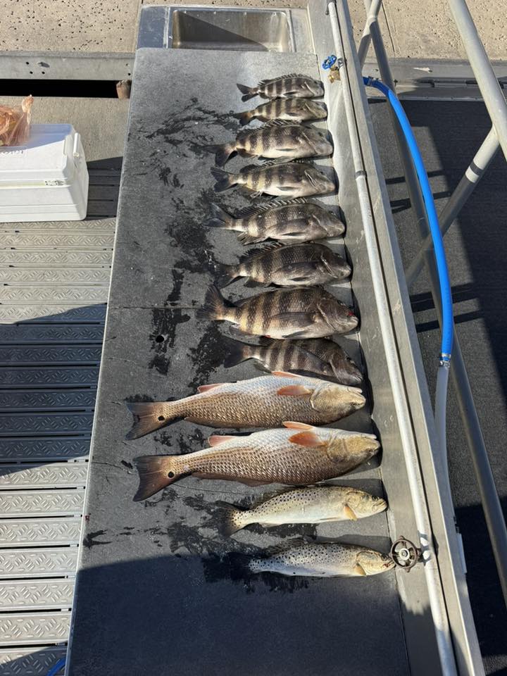 Mixed sheepshead, redfish, and speckled trout catch