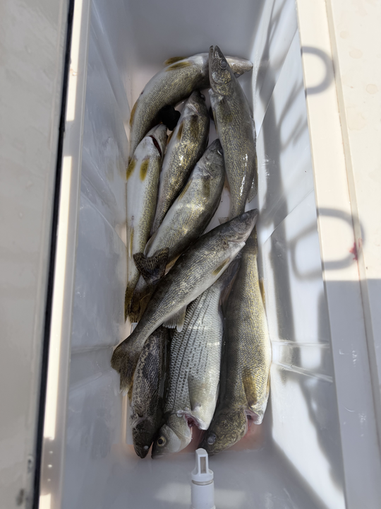 Fresh St. Croix River walleye in the cooler!