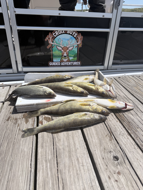 Five St. Croix River walleye ready for the table!
