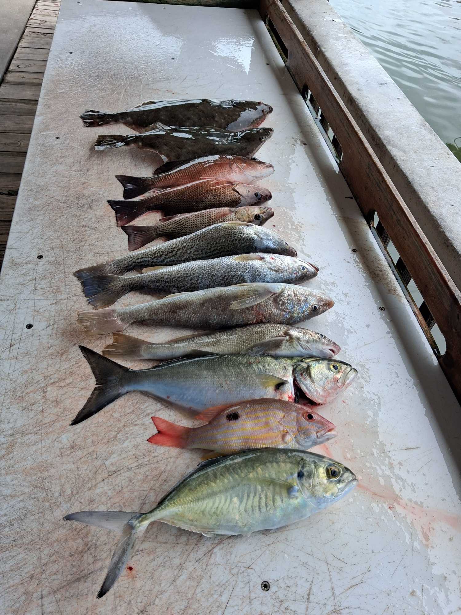 Blue Runner, Bluefish, Lane and Grey Snapper from Port Orange!