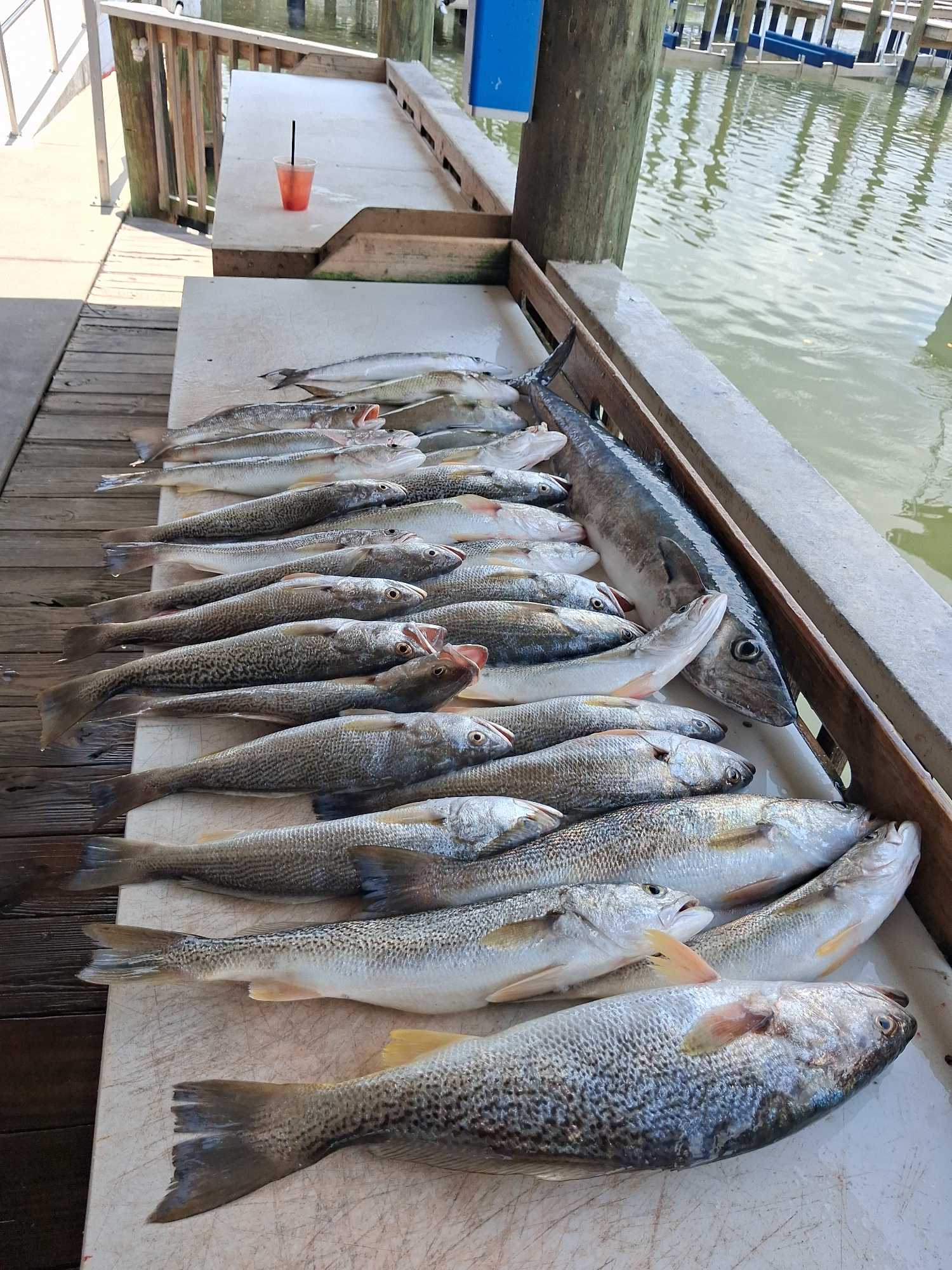 Excellent squeteague and speckled trout catch from Port Orange!