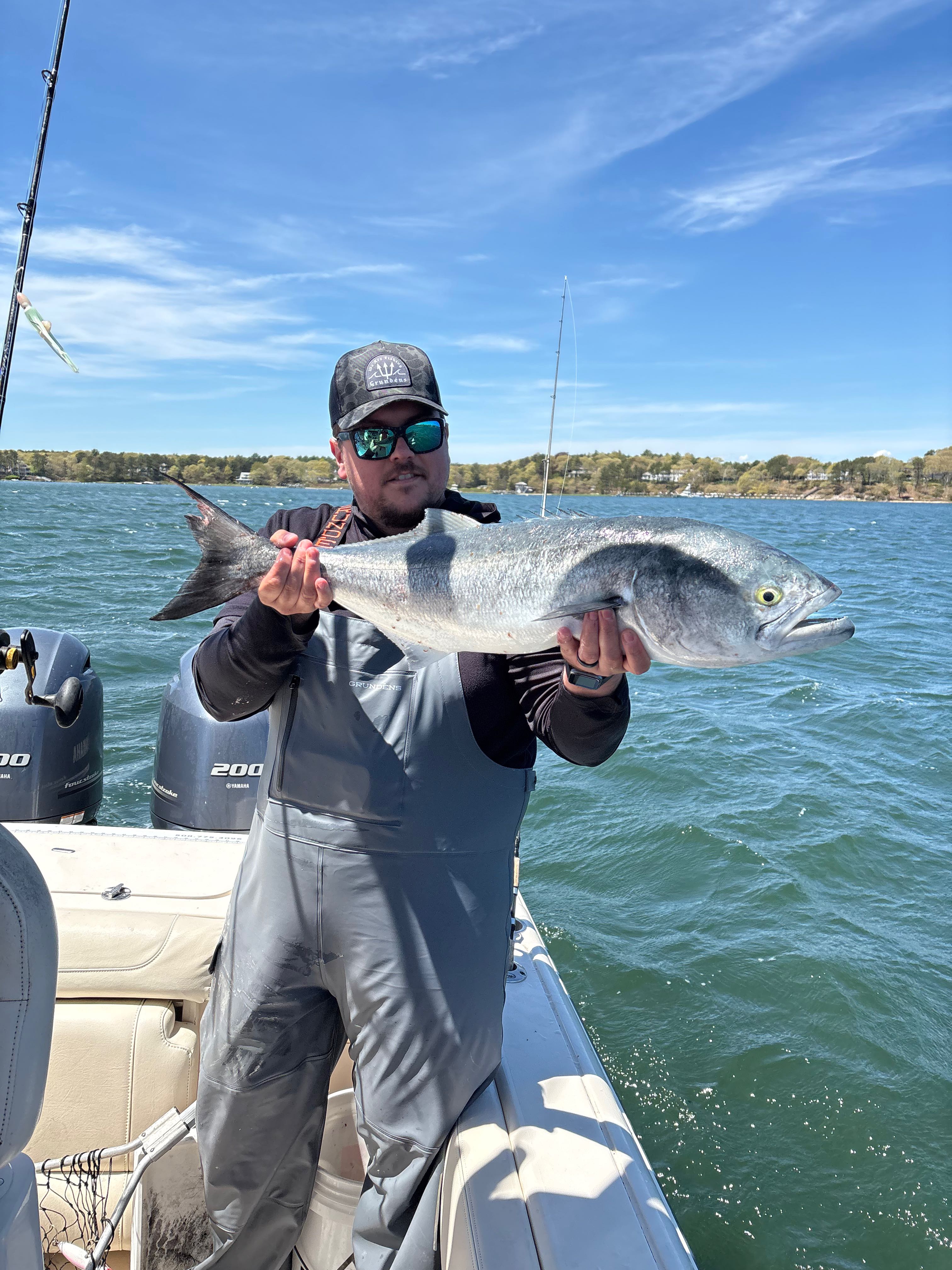 Nice Osterville bluefish showing off that silver shine!