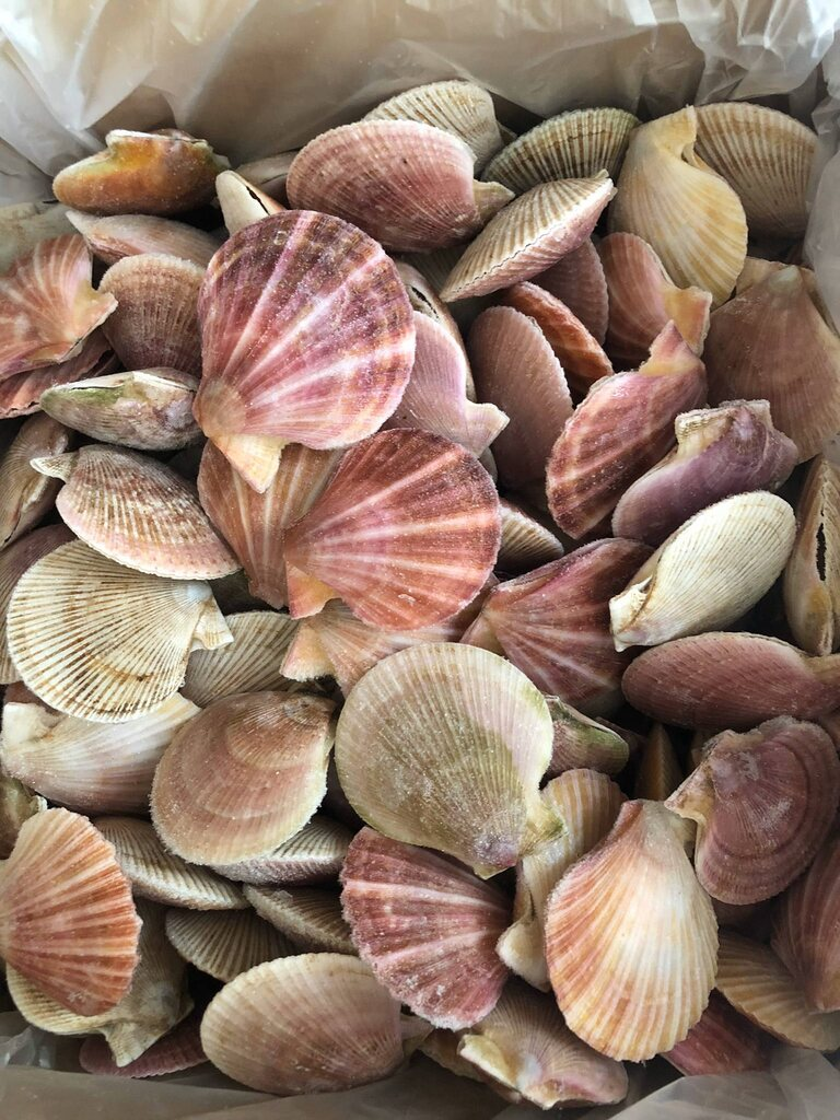 Colorful Gulf scallops, Carrabelle coastal adventure