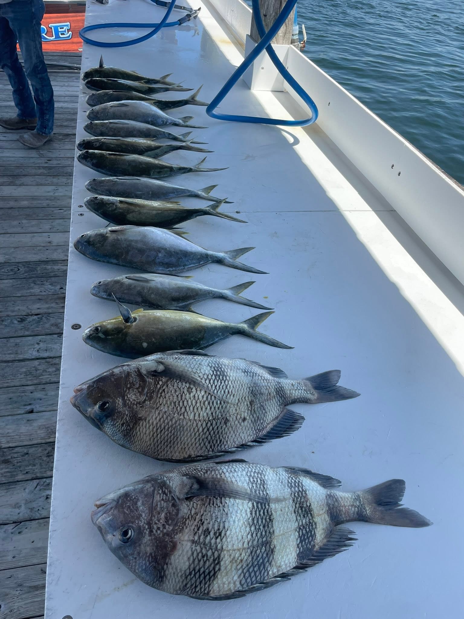 Quality Sheepshead and Jack Crevalle Catch