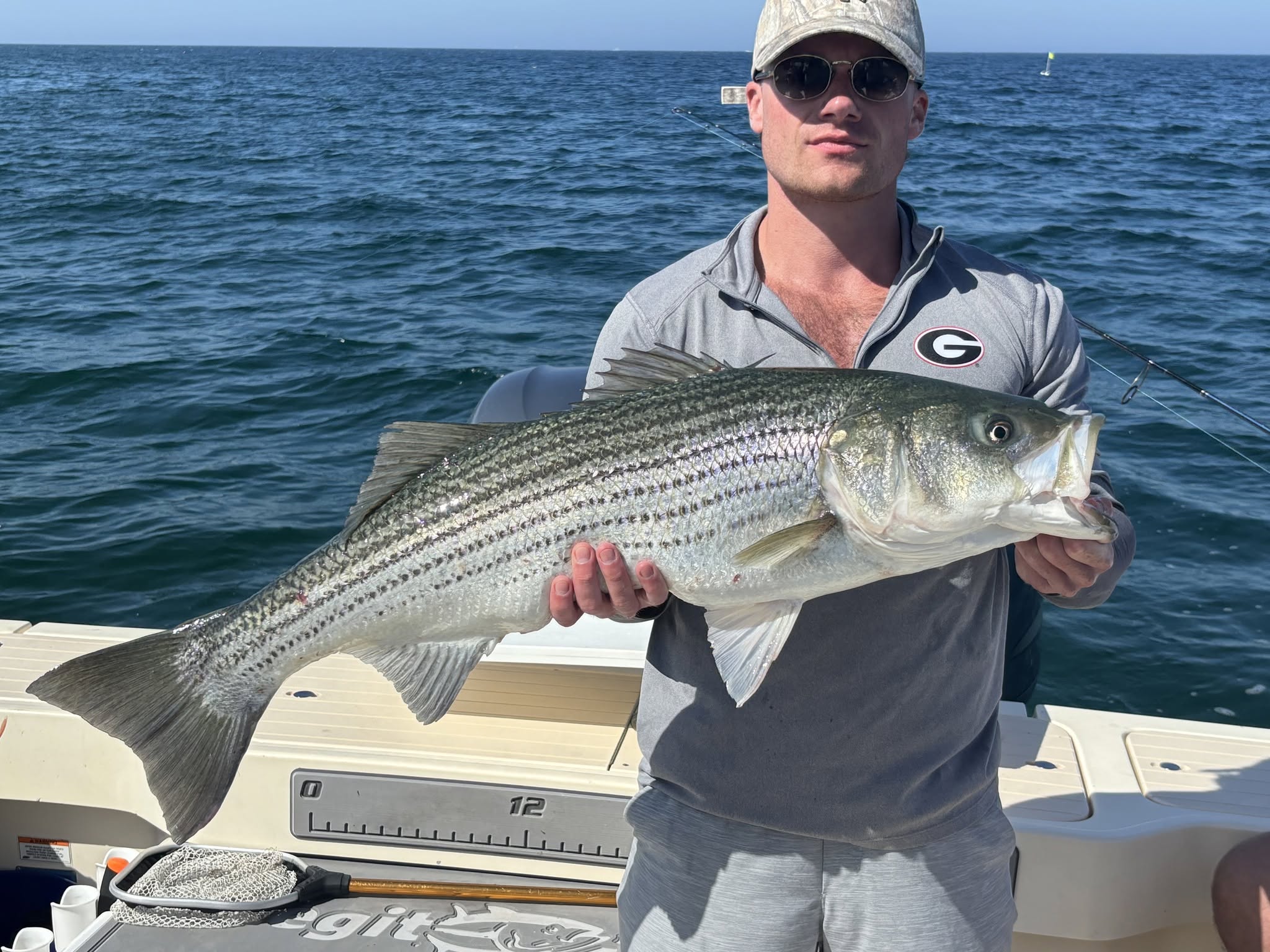 Monster Striped Bass are here - Boston, MA.