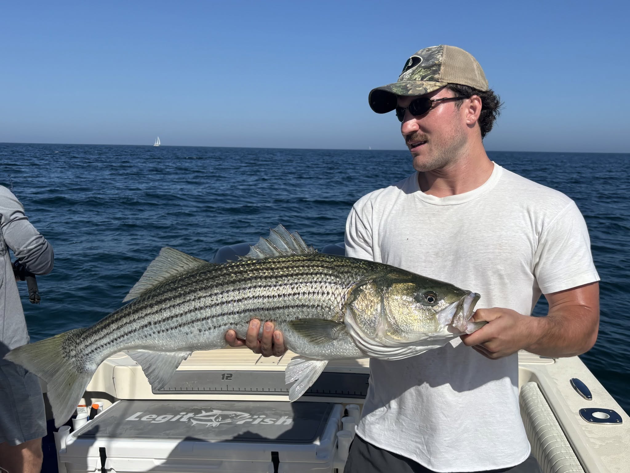 Clean Striped Bass Reeled In.