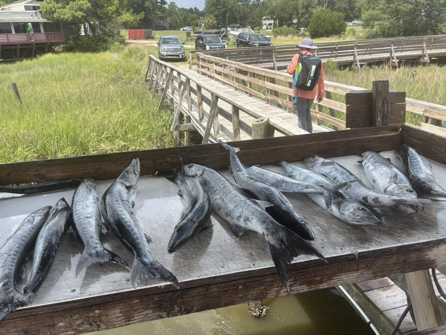 Great Barracuda haul from Calabash NC waters!
